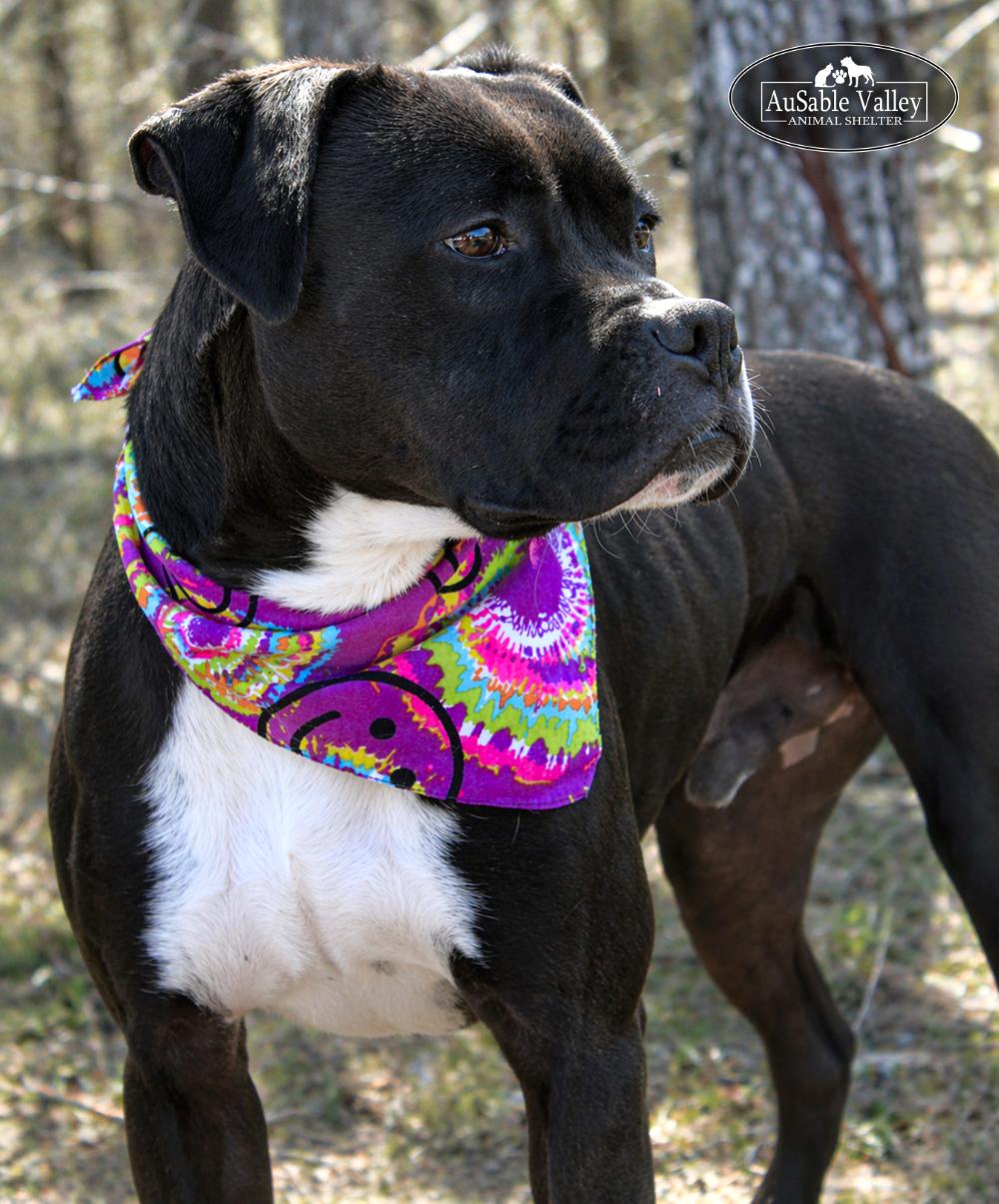 Enlarge Flynn, a ADOPTABLE mixed breed in Grayling, MI image 1/6