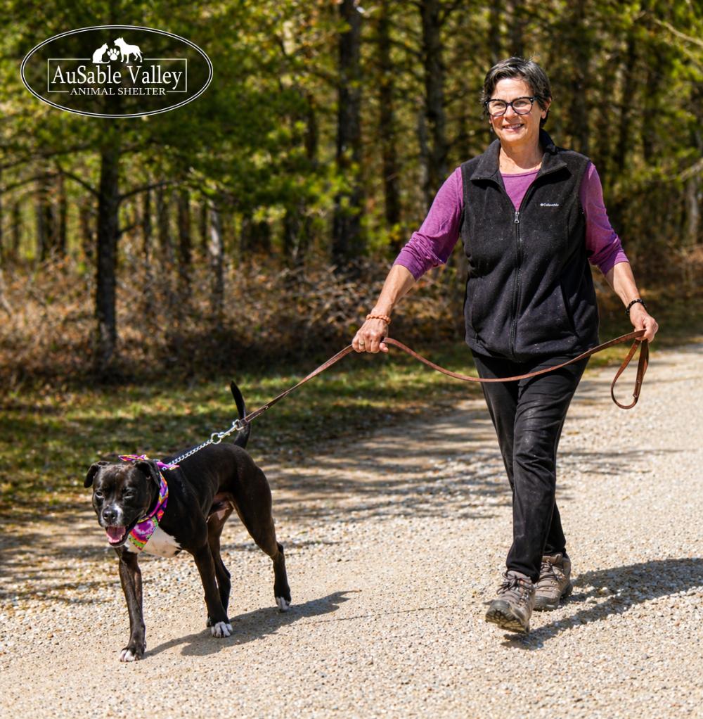 Enlarge Flynn, a ADOPTABLE mixed breed in Grayling, MI image 3/6