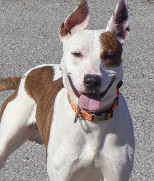 Boss, Adoptable, Young Male Pit Bull Terrier.