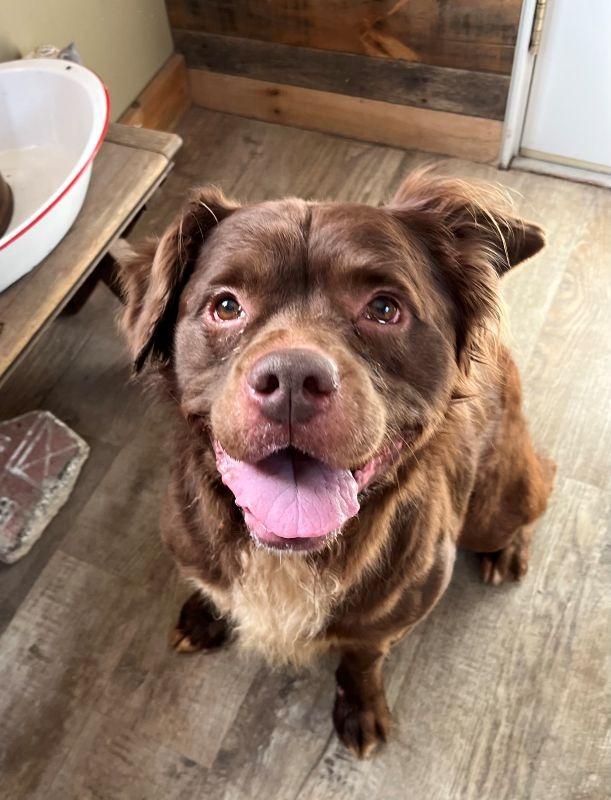 Rufus, Adoptable, Young Male Australian Shepherd.