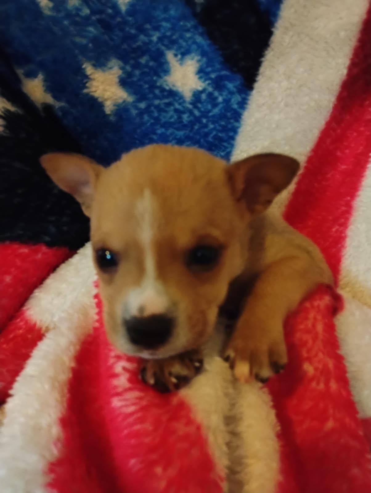 Sweet Pea, adoptable, Puppy Female Mixed Breed.