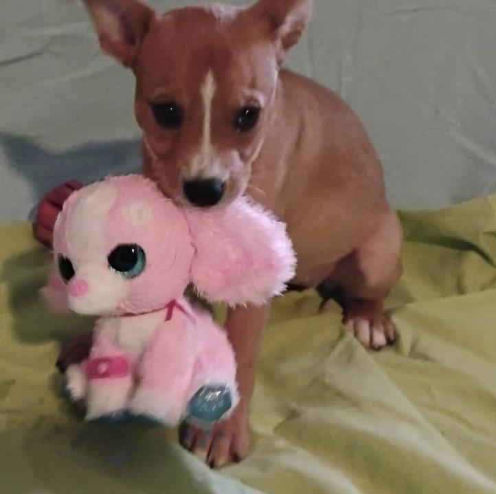 Enlarge Sweet Pea, a Adoptable mixed breed in Brenham, TX image 1/6