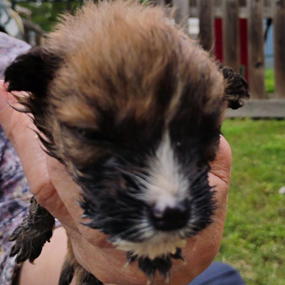 Enlarge Sweet Pea, an adoptable Mixed Breed in Brenham, TX image 3/3