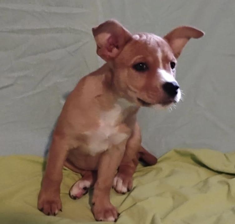 Enlarge Sweet Pea, a Adoptable mixed breed in Brenham, TX image 2/6