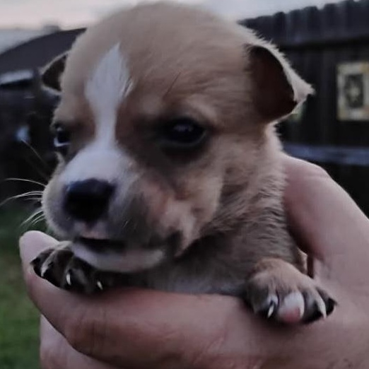 Enlarge Sweet Pea, an adoptable Mixed Breed in Brenham, TX image 1/3