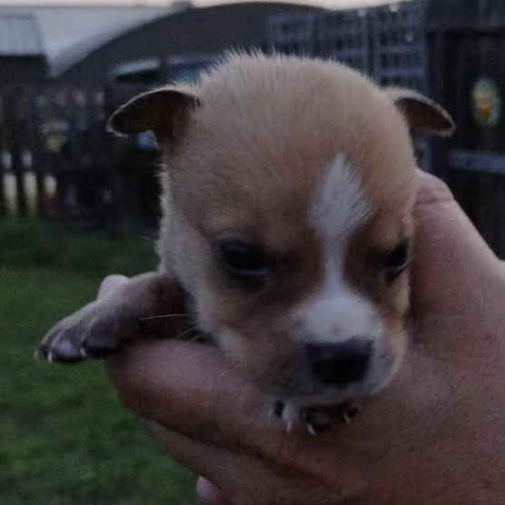 Enlarge Sweet Pea, an adoptable Mixed Breed in Brenham, TX image 2/3