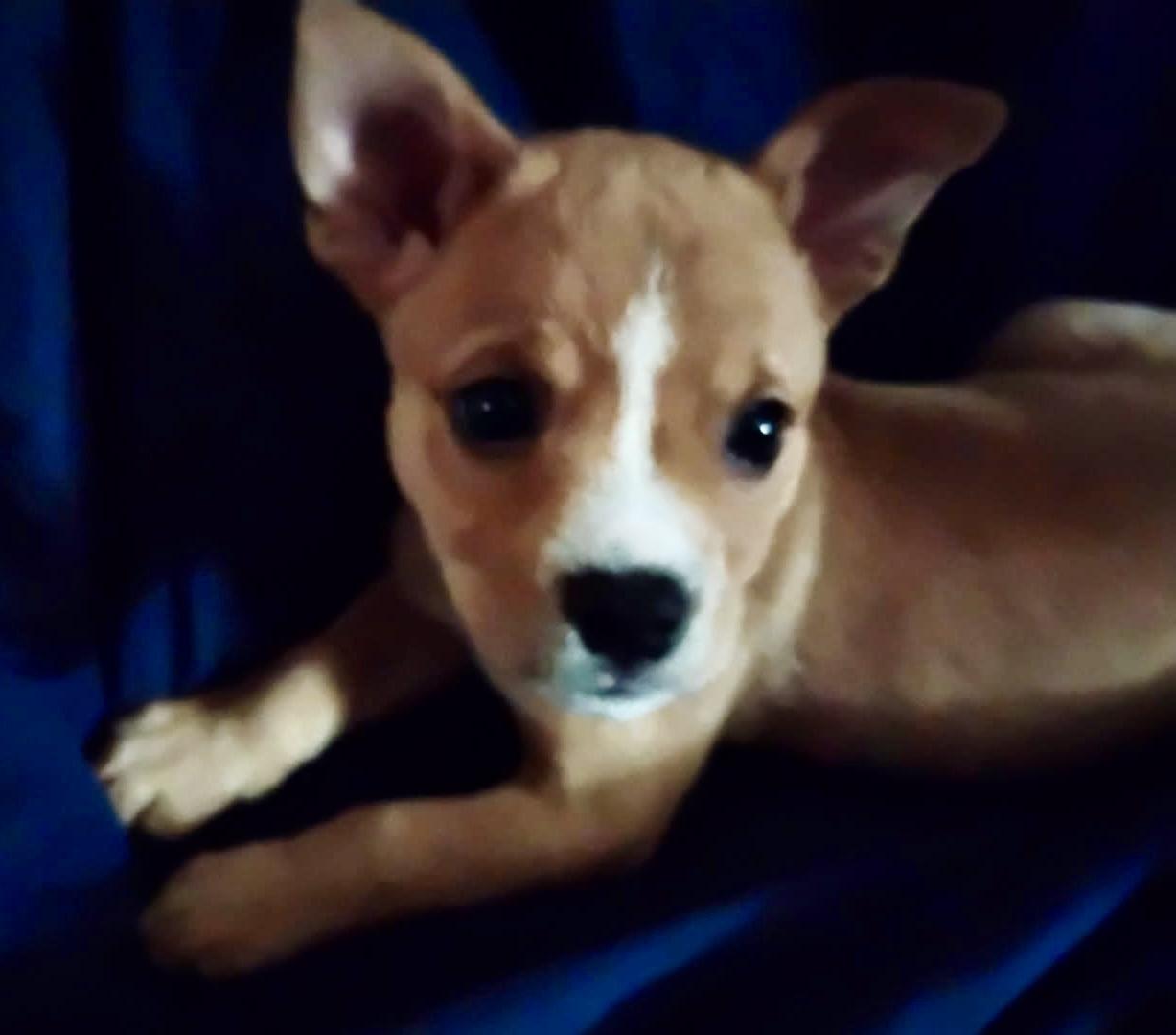 Sweet Pea, adoptable, Puppy Female Terrier.