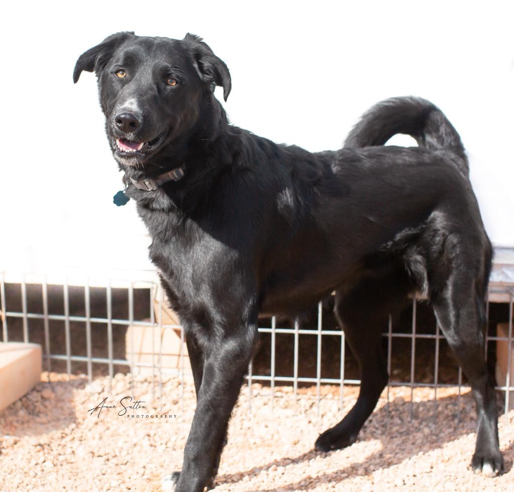 Pepper, Adoptable, Adult Male Labrador Retriever.