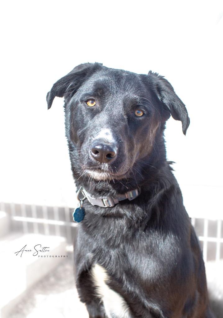 Enlarge Pepper, a Adoptable Labrador Retriever in Hot Springs, SD image 2/2