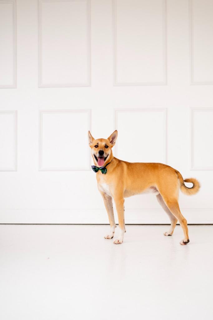 Ricky, Adoptable, Adult Male Black Mouth Cur.