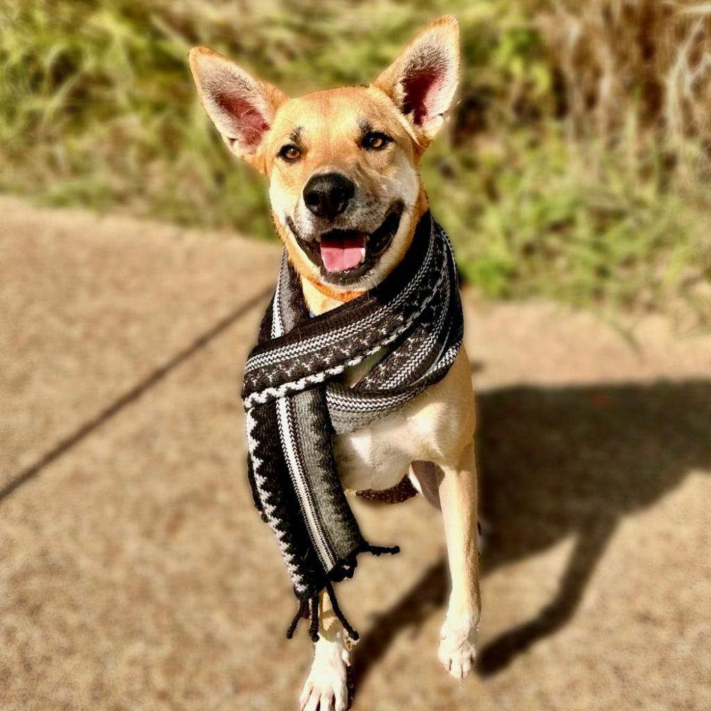 Enlarge Ricky, a Adoptable mixed breed in Seagoville, TX image 1/6