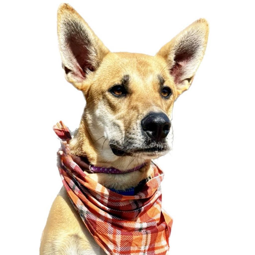 Enlarge Ricky, a Adoptable mixed breed in Seagoville, TX image 2/4