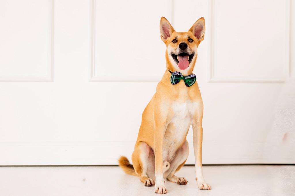 Enlarge Ricky, a Adoptable mixed breed in Seagoville, TX image 3/4