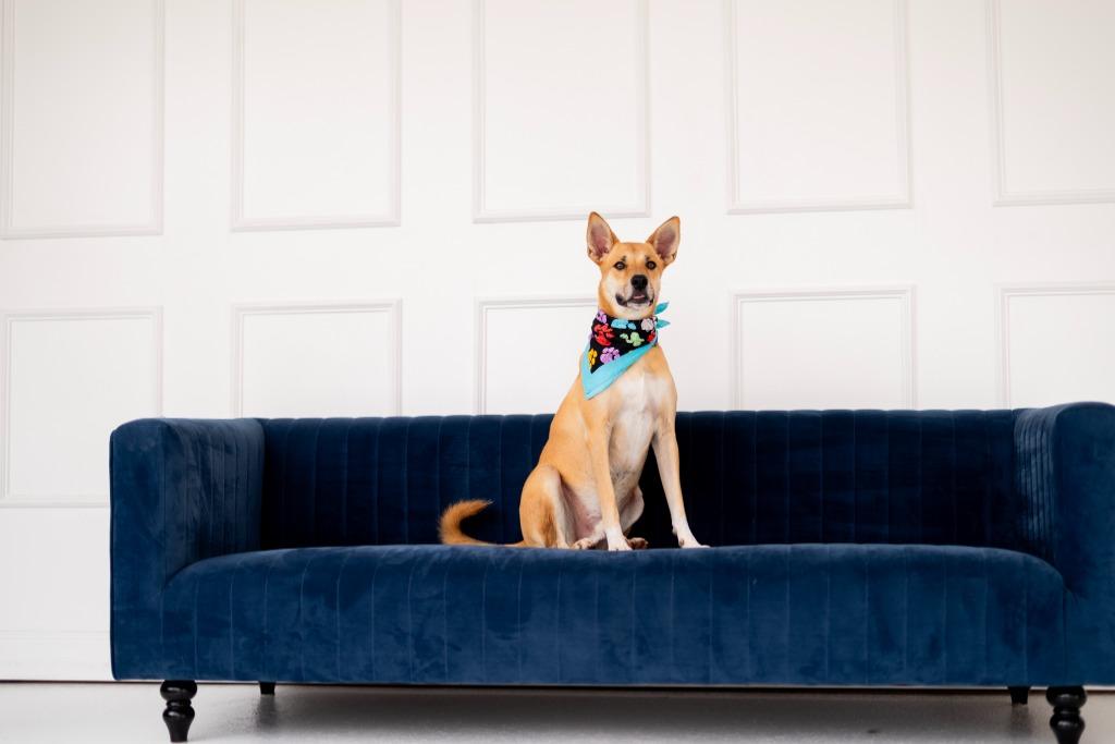 Enlarge Ricky, a Adoptable mixed breed in Seagoville, TX image 4/4