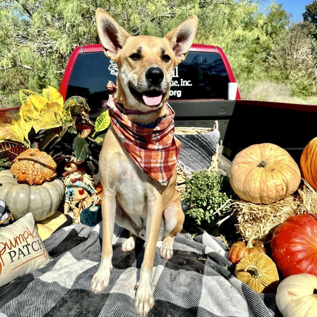 Enlarge Ricky, a Adoptable mixed breed in Seagoville, TX image 3/6