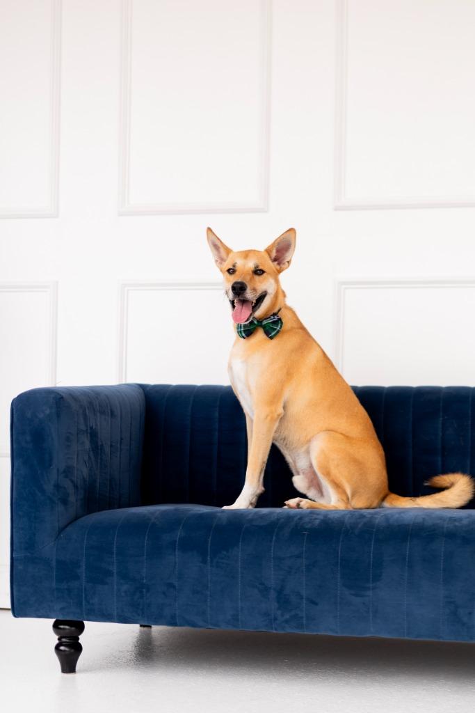 Enlarge Ricky, a Adoptable mixed breed in Seagoville, TX image 4/6