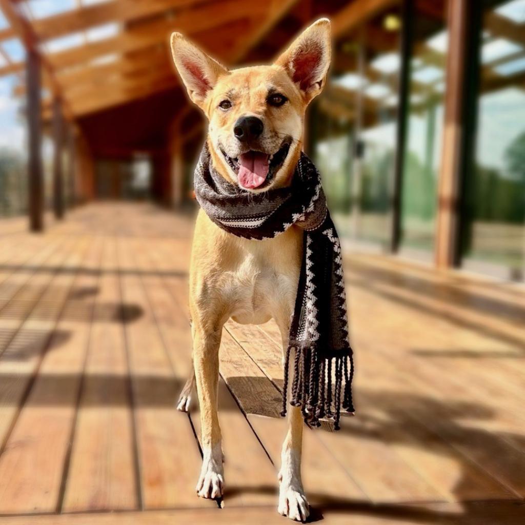 Enlarge Ricky, a Adoptable mixed breed in Seagoville, TX image 5/6