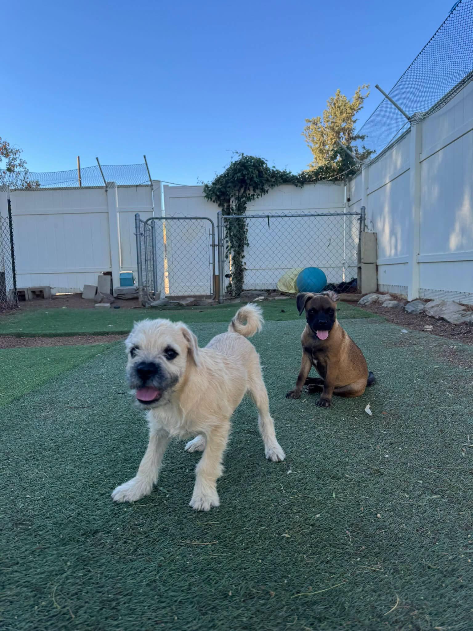 Enlarge Monday, a Adoptable mixed breed in Agua Dulce, CA image 3/5