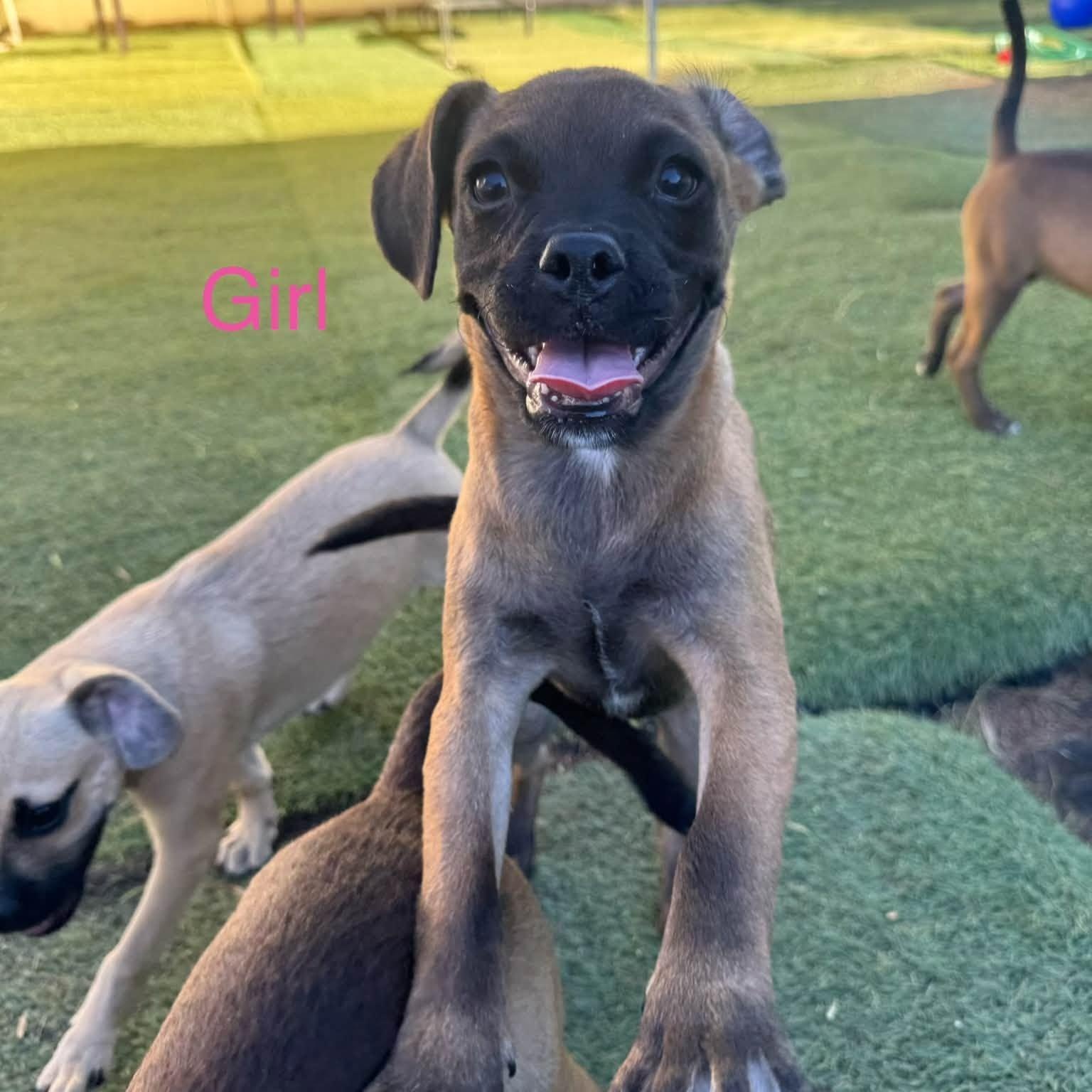 Enlarge Monday, a Adoptable mixed breed in Agua Dulce, CA image 1/5