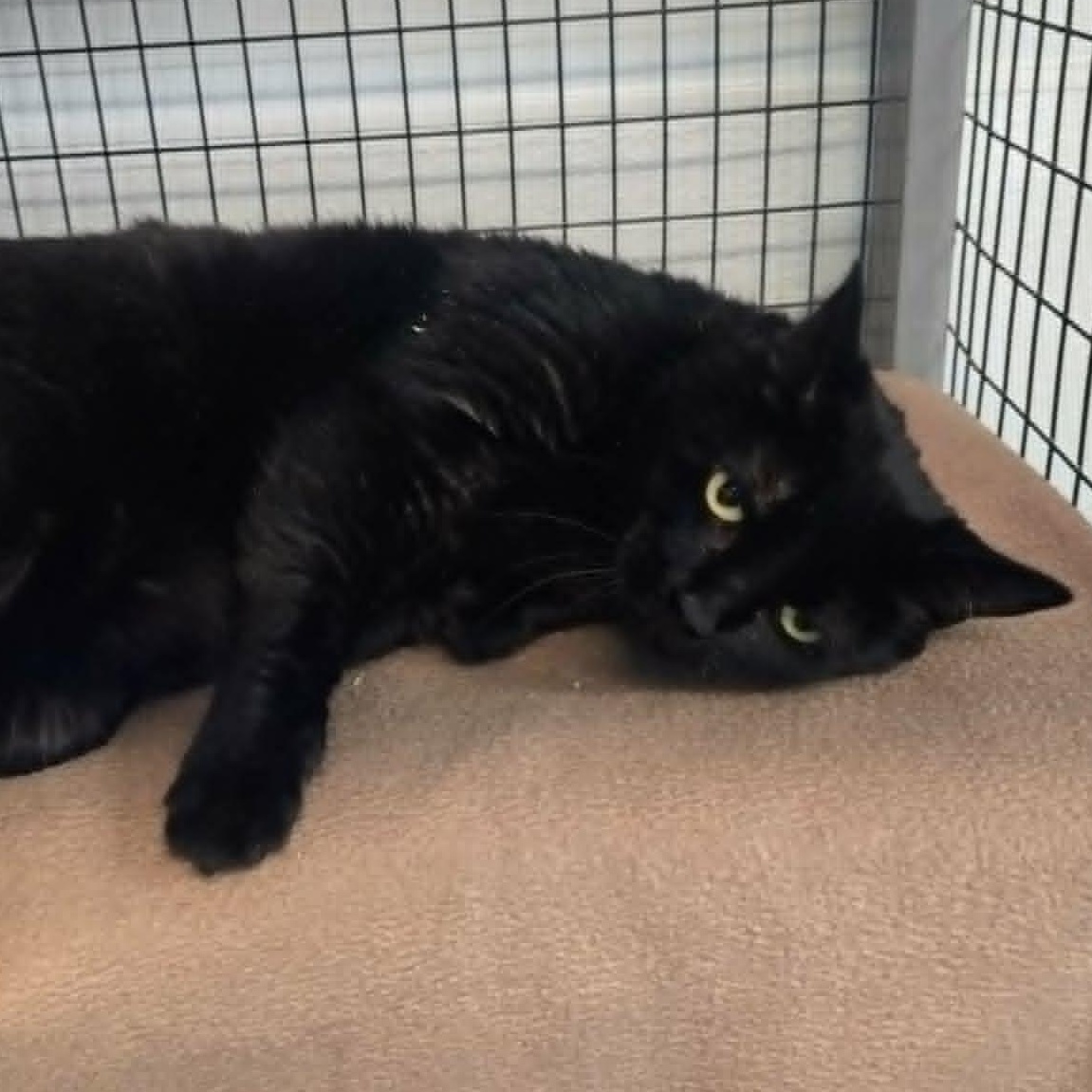 Enlarge Estelle, a ADOPTABLE Domestic Short Hair in Watertown, WI image 3/3