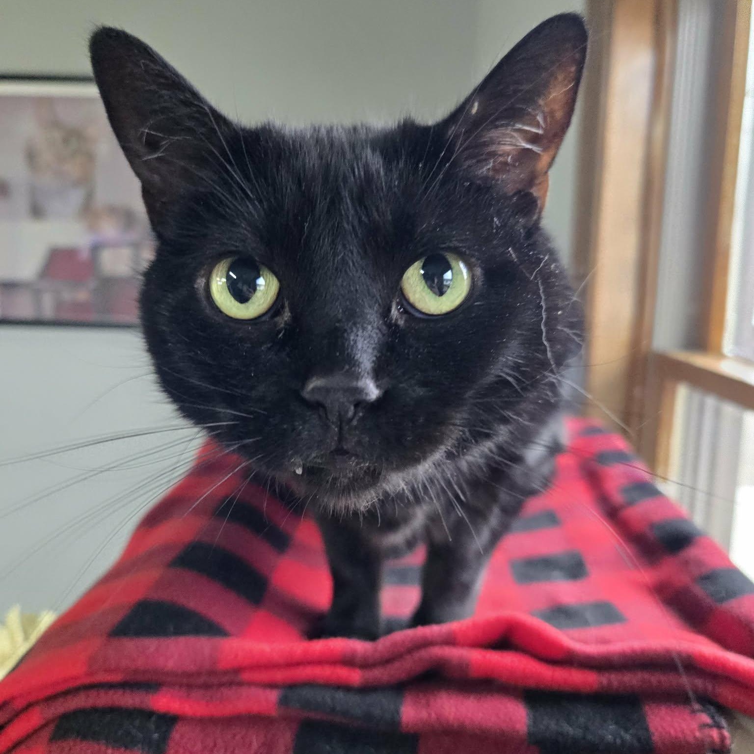Estelle, ADOPTABLE, Senior Female Domestic Short Hair.