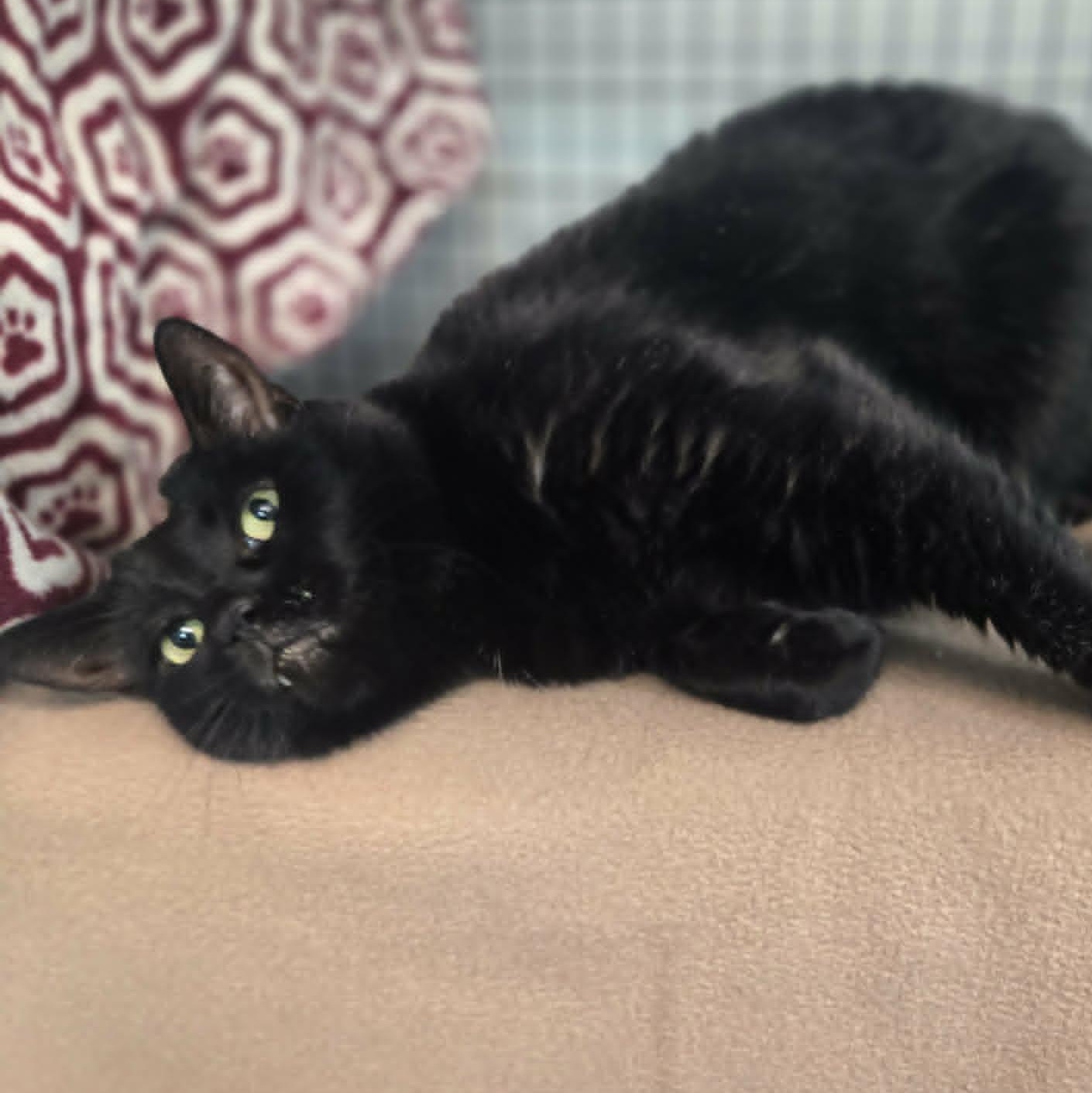 Enlarge Estelle, a ADOPTABLE Domestic Short Hair in Watertown, WI image 2/3