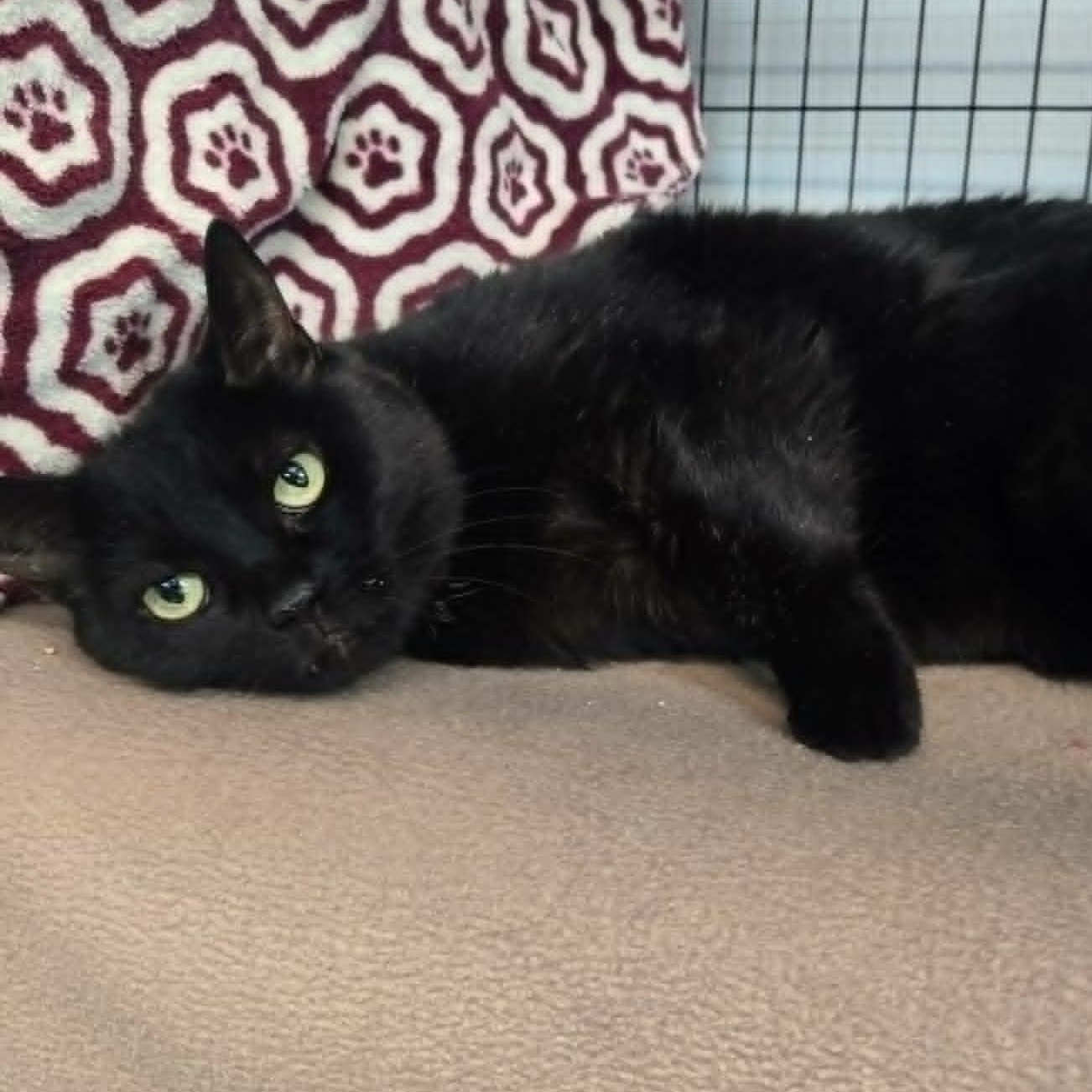 Estelle, ADOPTABLE, Senior Female Domestic Short Hair.