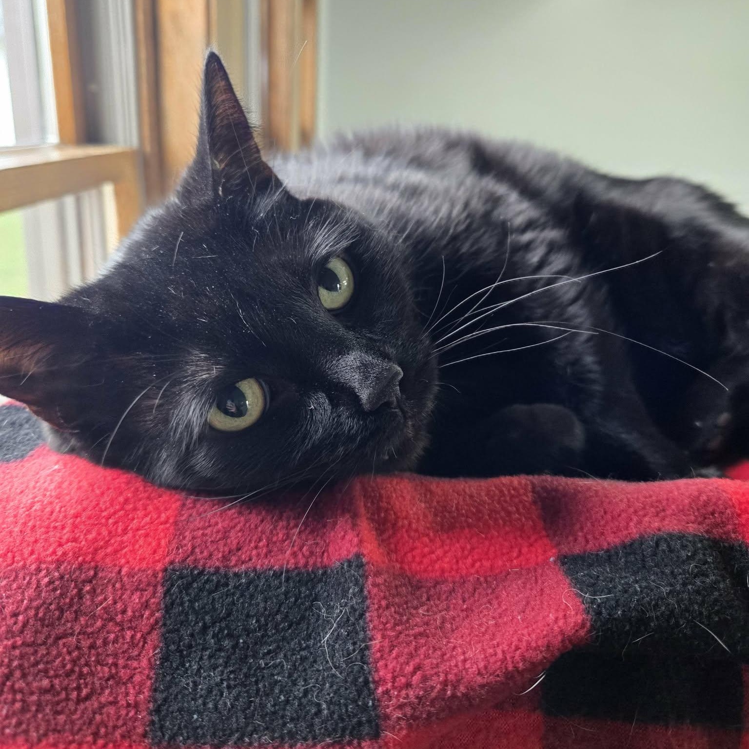 Enlarge Estelle, a ADOPTABLE Domestic Short Hair in Watertown, WI image 3/6