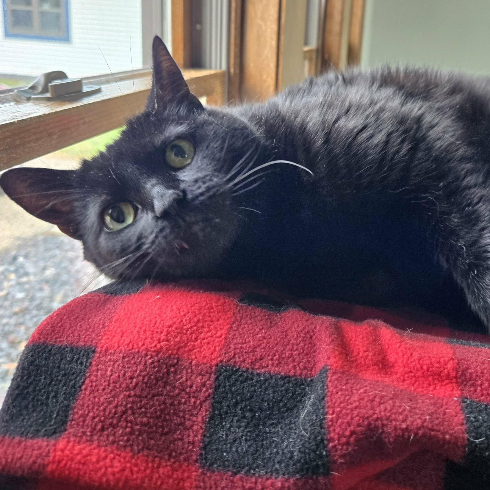 Enlarge Estelle, a ADOPTABLE Domestic Short Hair in Watertown, WI image 4/6