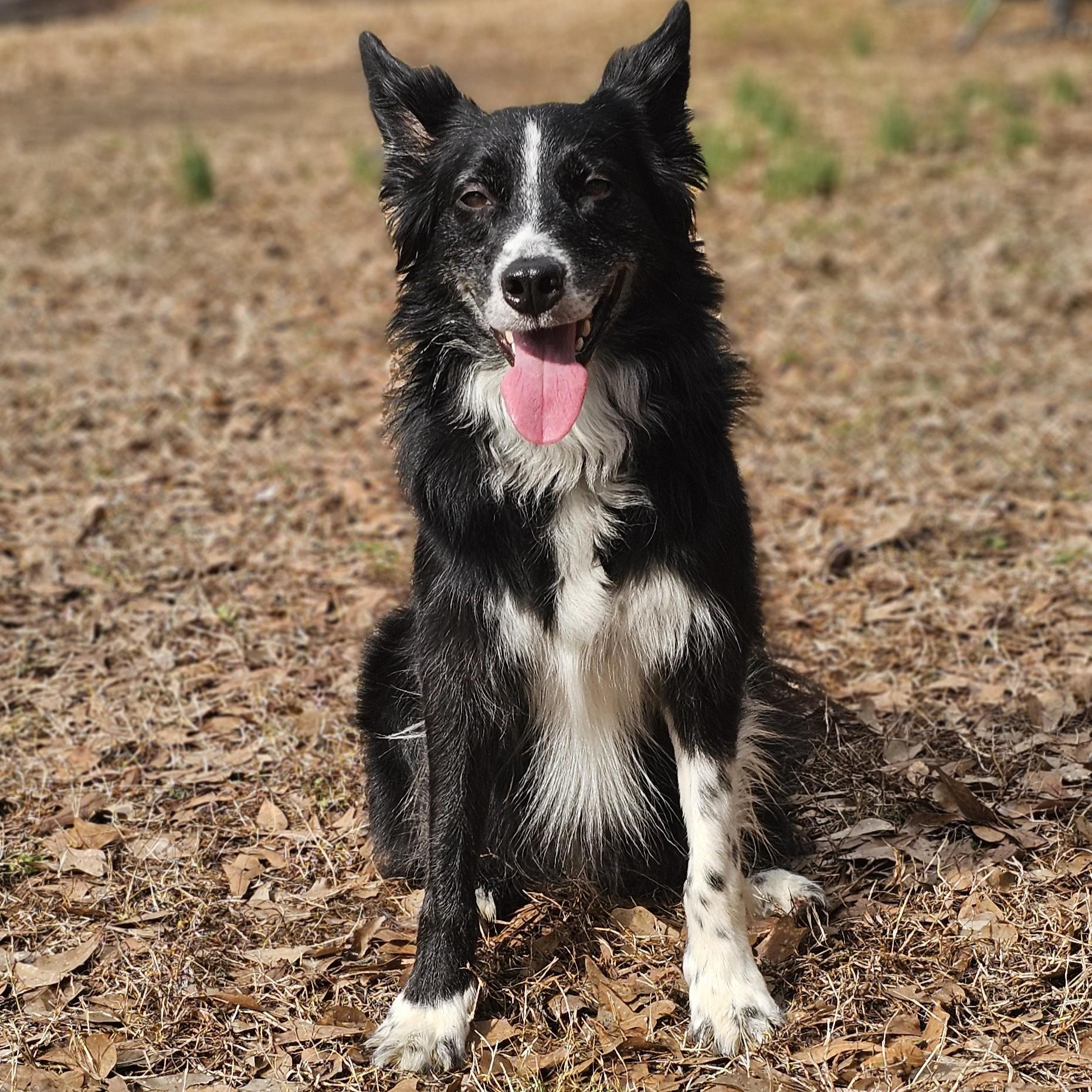 Oakley, a ADOPTABLE Border Collie in Gadsden, AL image 5/5