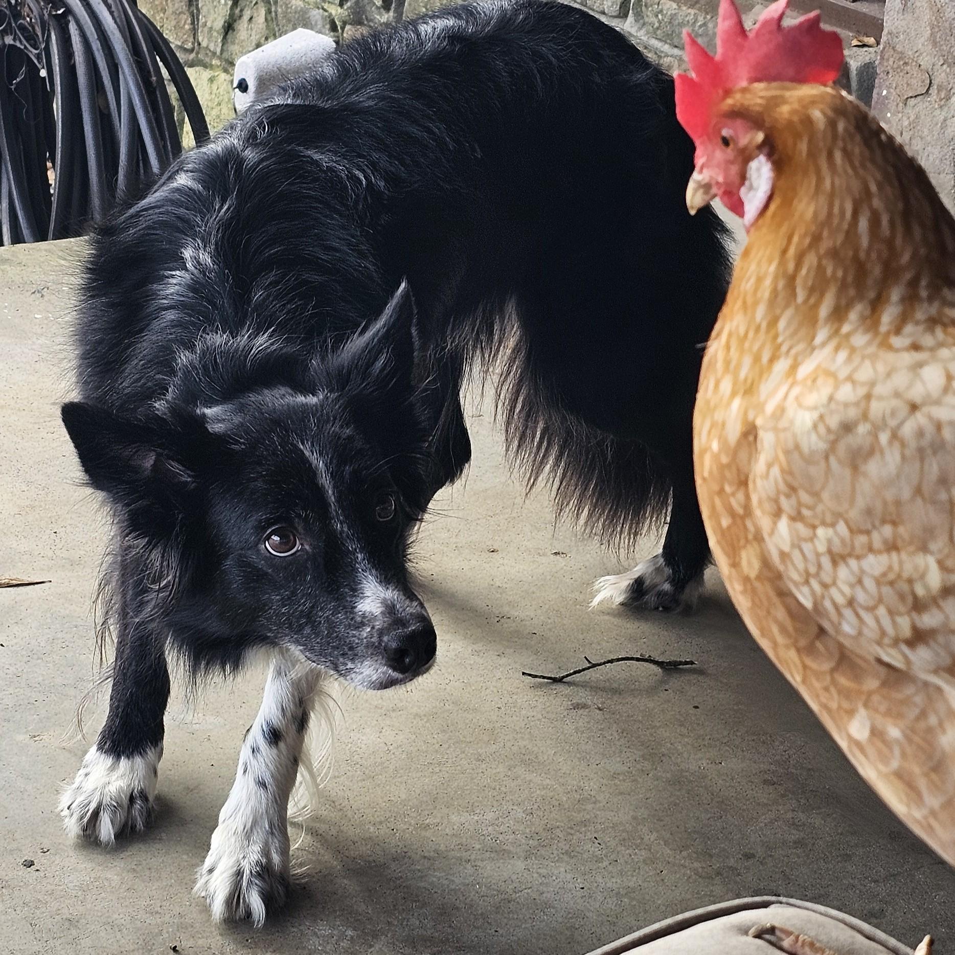 Oakley, a ADOPTABLE Border Collie in Gadsden, AL image 3/5