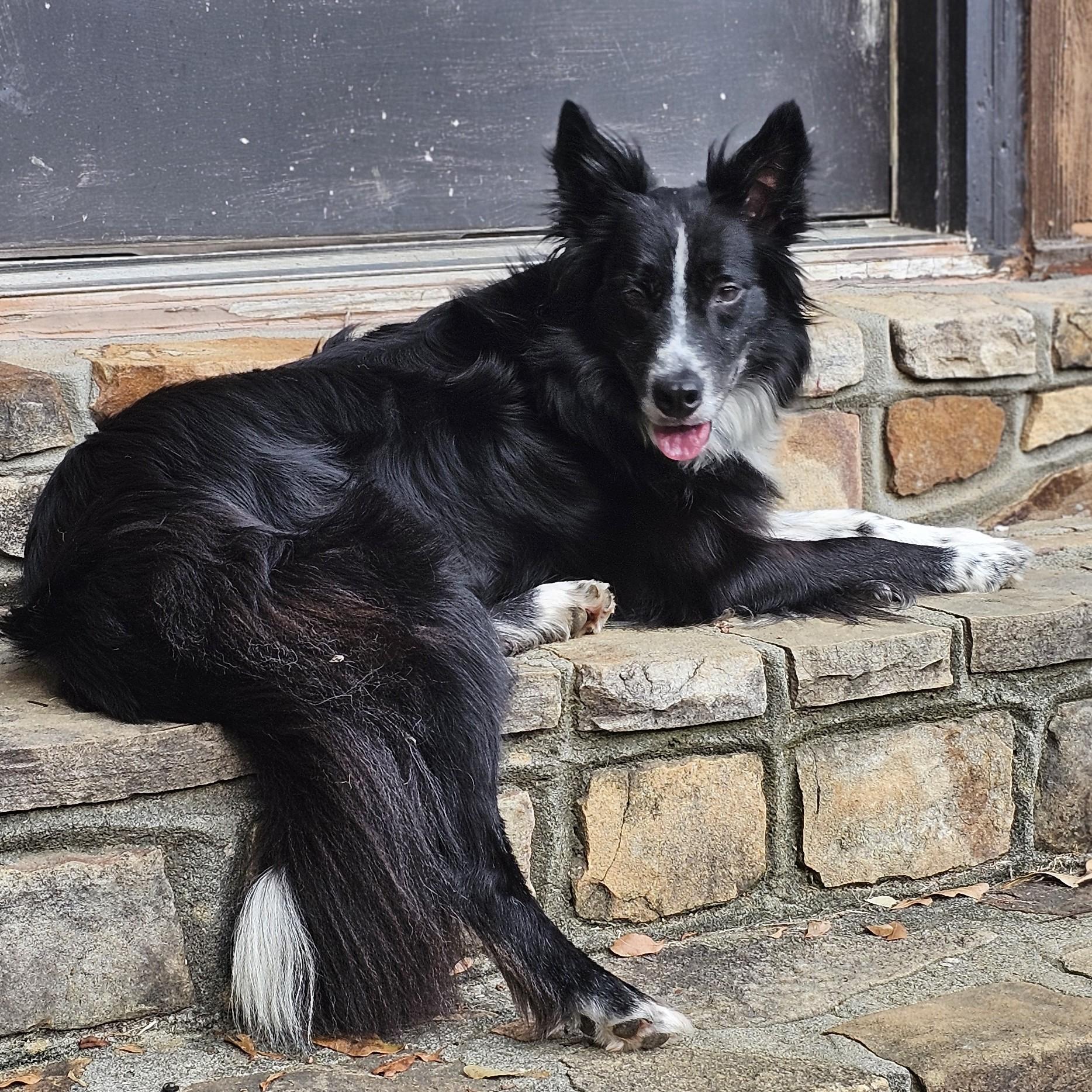 Oakley, a ADOPTABLE Border Collie in Gadsden, AL image 4/5