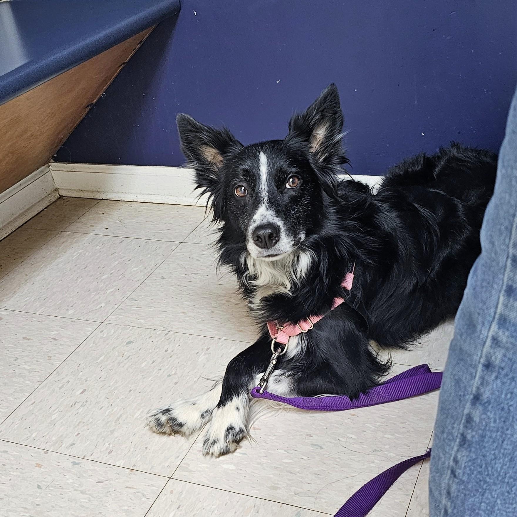 Oakley, a ADOPTABLE Border Collie in Gadsden, AL image 2/5
