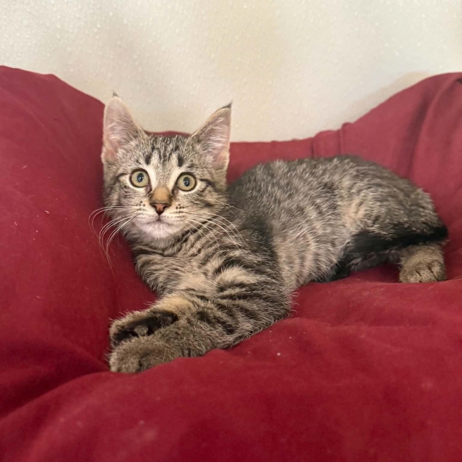 Marsala, a Adoptable mixed breed in Penn Yan, NY image 1/4