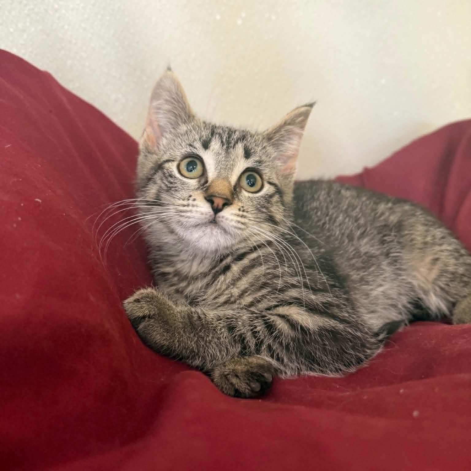Marsala, a Adoptable mixed breed in Penn Yan, NY image 2/4