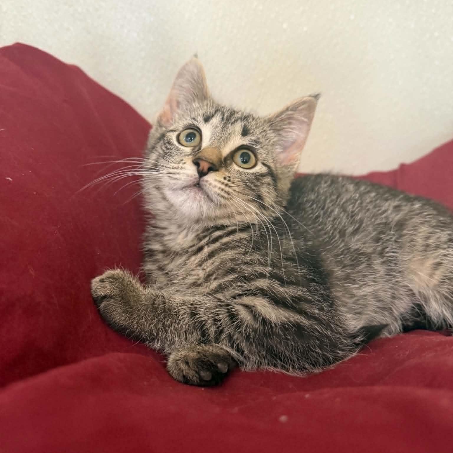 Marsala, a Adoptable mixed breed in Penn Yan, NY image 4/4