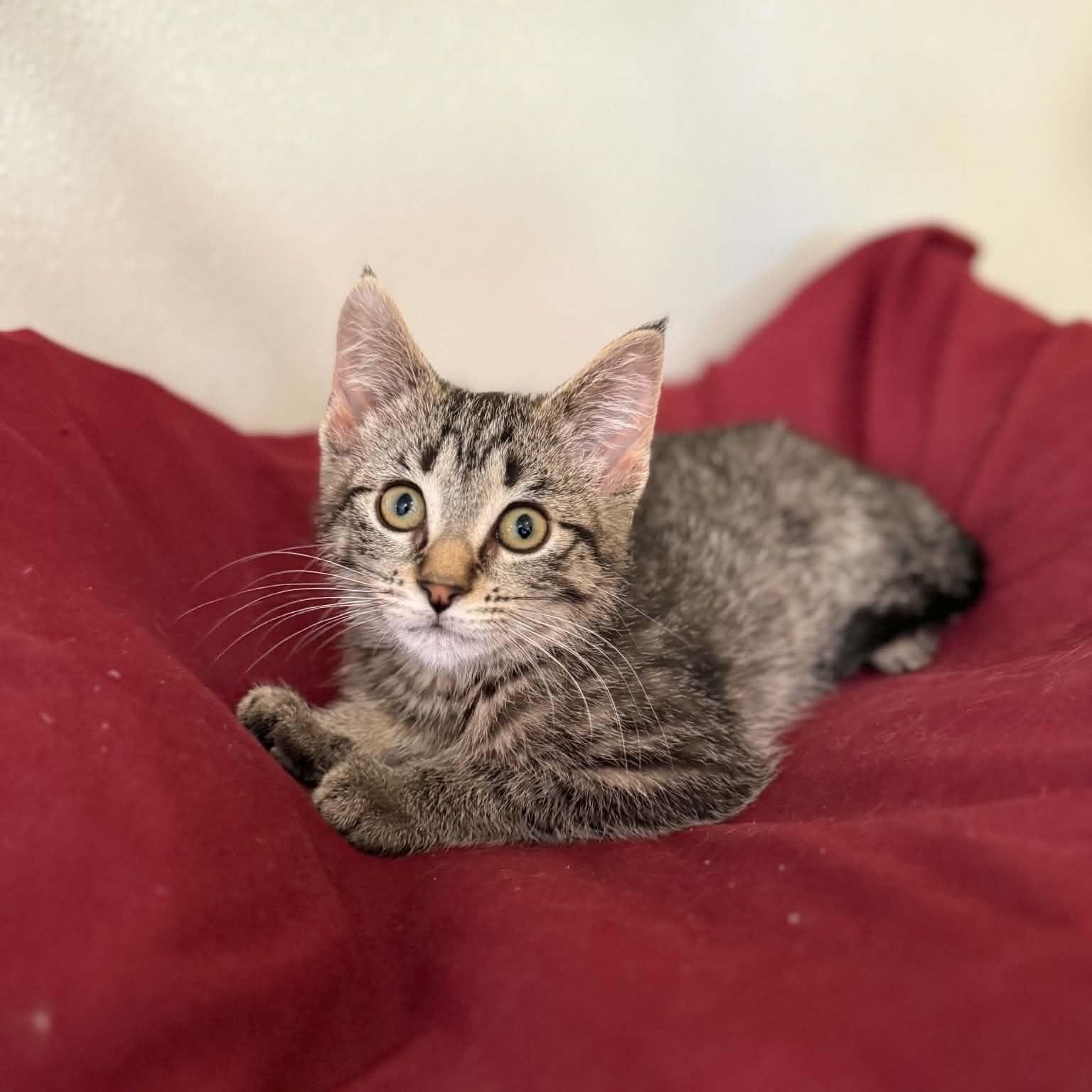 Marsala, a Adoptable mixed breed in Penn Yan, NY image 3/4