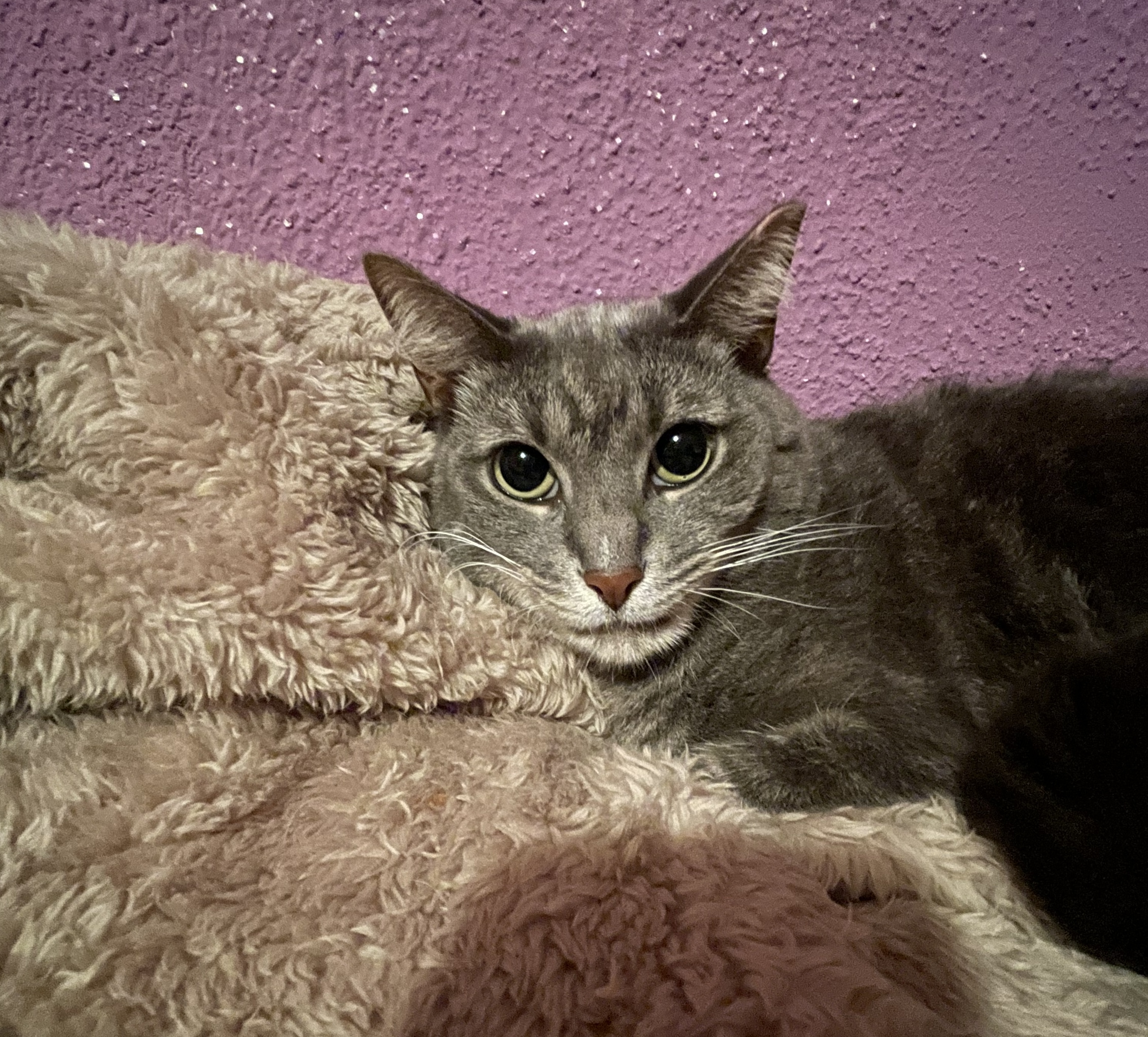 Mamazita, a Adoptable Domestic Short Hair in Mayfield, NY image 1/3