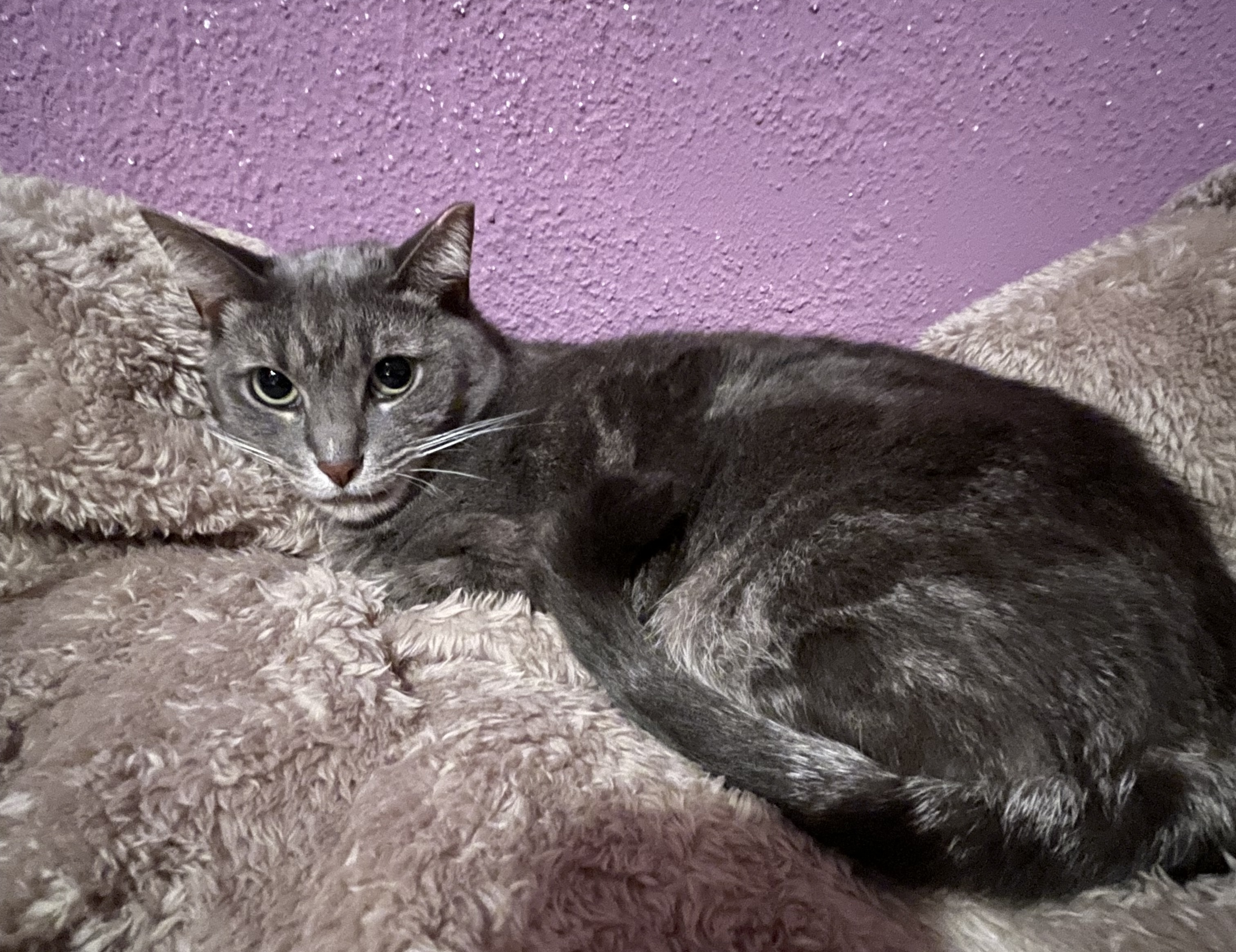 Mamazita, a Adoptable Domestic Short Hair in Mayfield, NY image 2/3