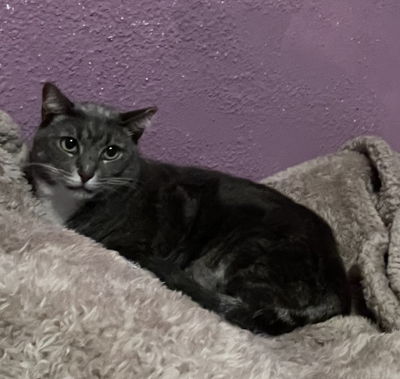 Mamazita, a Adoptable Domestic Short Hair in Mayfield, NY image 3/3