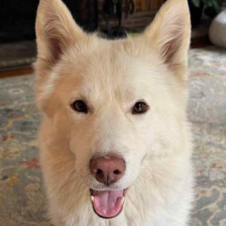 Nova, Adoptable, Adult Male Siberian Husky.