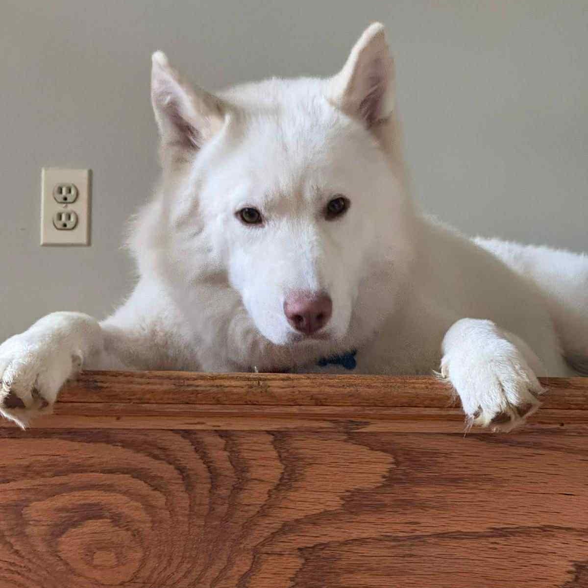 Nova, a Adoptable Siberian Husky in New York, NY image 3/6