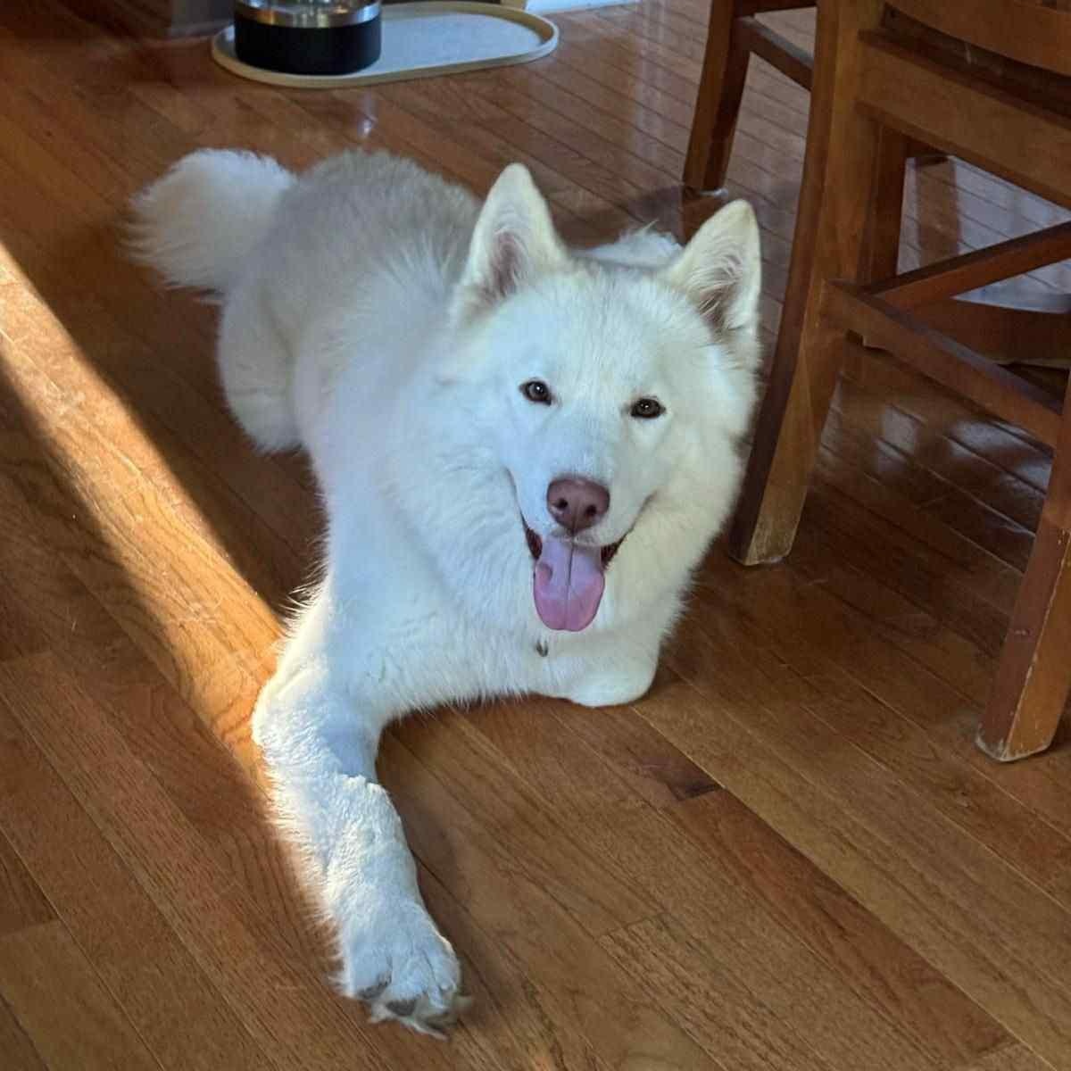 Nova, a Adoptable Siberian Husky in New York, NY image 4/6