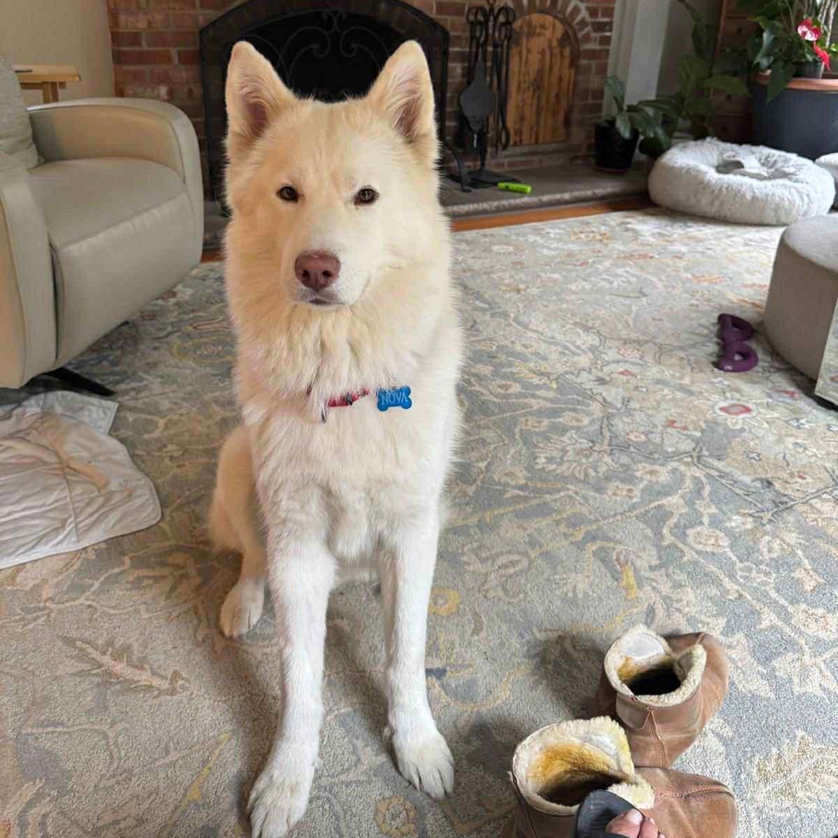 Nova, a Adoptable Siberian Husky in New York, NY image 5/6