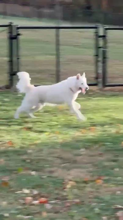 Enlarge Nova, a Adoptable Siberian Husky in New York, NY video 6/6