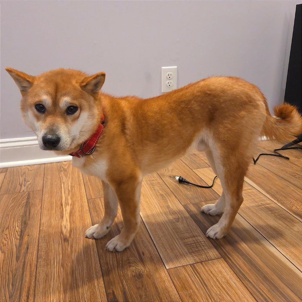 Enlarge Yuki, a Adoptable Shiba Inu in West Chester, PA image 1/6