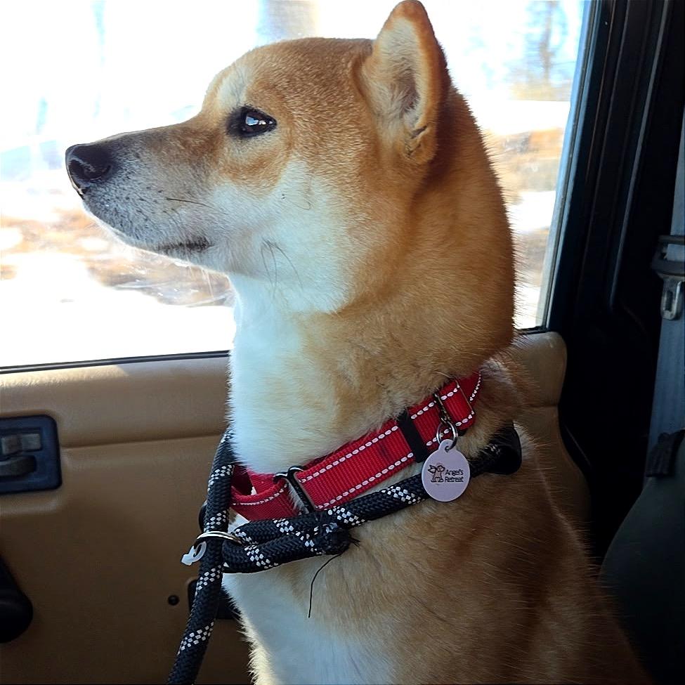 Enlarge Yuki, a Adoptable Shiba Inu in West Chester, PA image 2/6