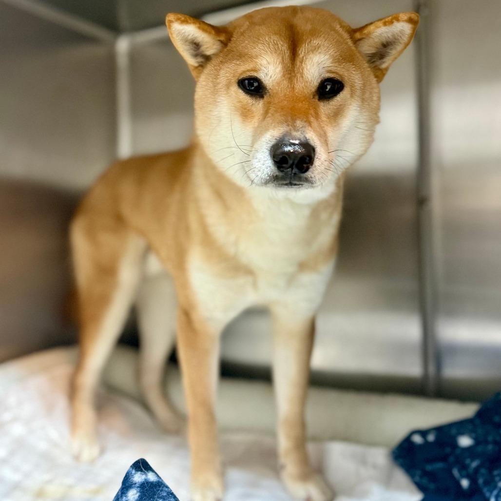 Enlarge Yuki, a Adoptable Shiba Inu in West Chester, PA image 3/6