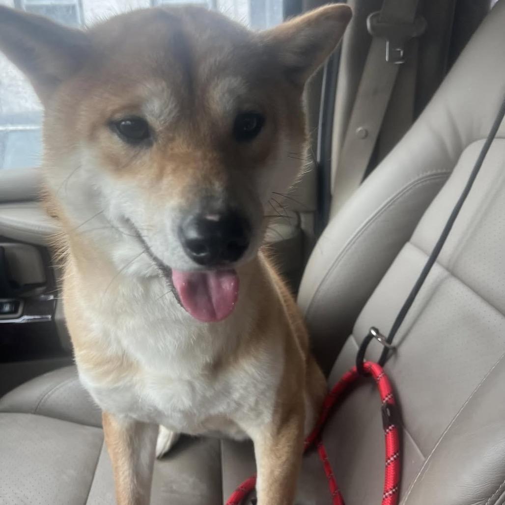 Enlarge Yuki, a Adoptable Shiba Inu in West Chester, PA image 4/6