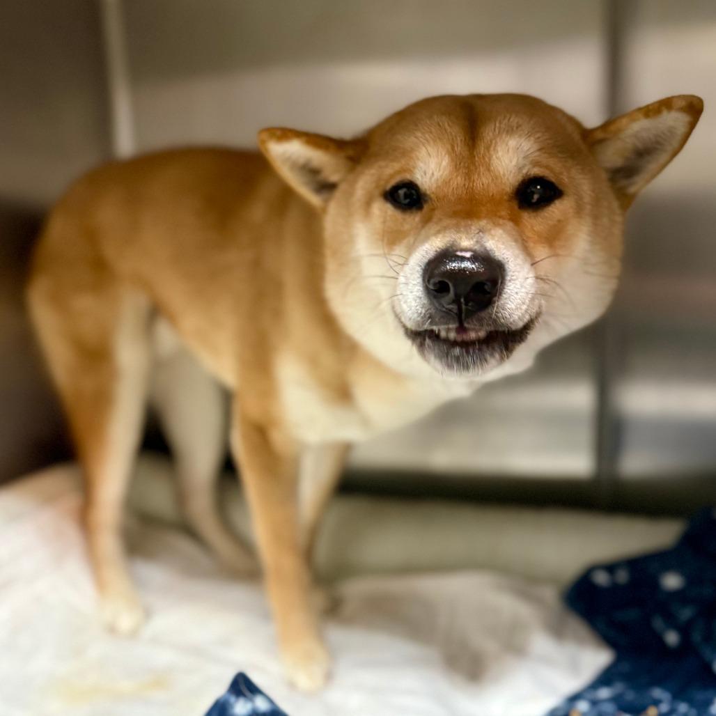 Enlarge Yuki, a Adoptable Shiba Inu in West Chester, PA image 5/6